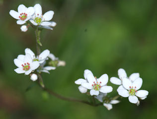 2010-03-15_18  Saxifraga Cropped TN.jpg - 26273 Bytes